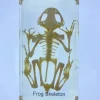 Frog Skeleton in Resin- The best Montessori