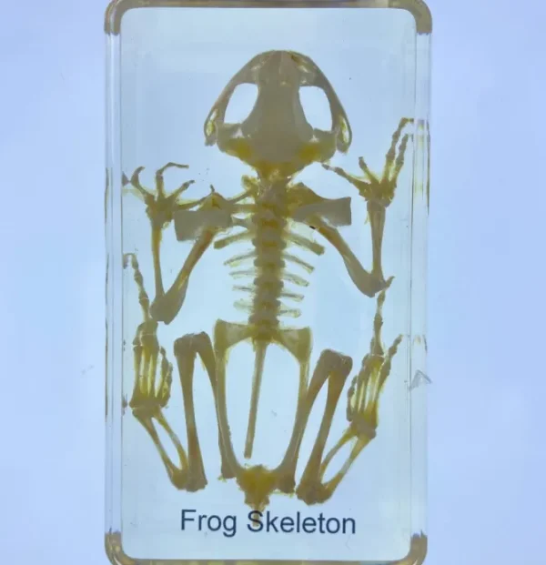 Frog Skeleton in Resin- The best Montessori