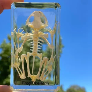 Frog Skeleton in Resin- The best Montessori