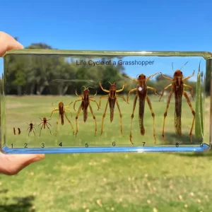 Grasshopper Life Cycle in Resin-The best Montessori