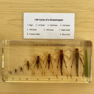 Grasshopper Life Cycle in Resin-The best Montessori