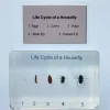 Housefly Life Cycle in Resin - Best Montessori