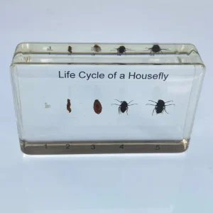 Housefly Life Cycle in Resin - Best Montessori