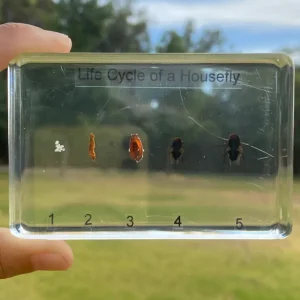 Housefly Life Cycle in Resin - Best Montessori
