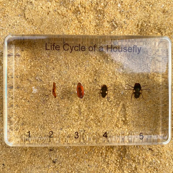 housefly_life_cycle_in_re_3.webp Housefly Life Cycle in Resin - Best Montessori