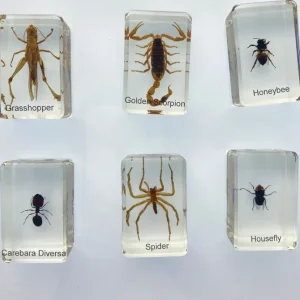 6 Insects in Resin - Best Montessori