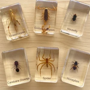 6 Insects in Resin - Best Montessori