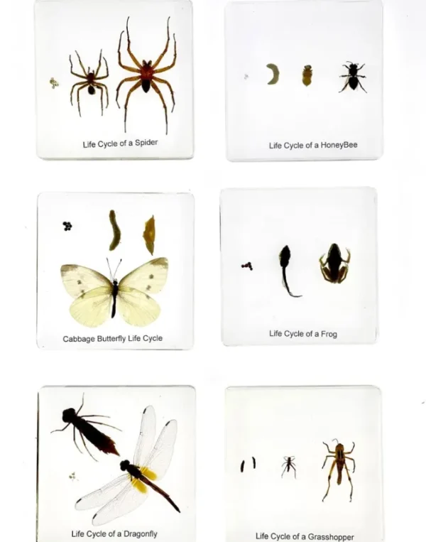 6 Insects Life Cycle in Resin - Best Montessori