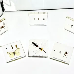 6 Insects Life Cycle in Resin - Best Montessori