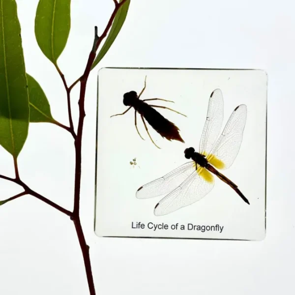 6 Insects Life Cycle in Resin - Best Montessori