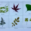 6 Leaf set In Resin - Open Ended Toys