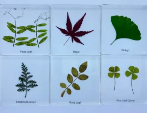 6 Leaf set In Resin - Open Ended Toys