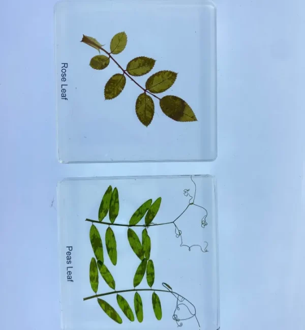 6 Leaf set In Resin - Open Ended Toys