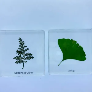 6 Leaf set In Resin - Open Ended Toys