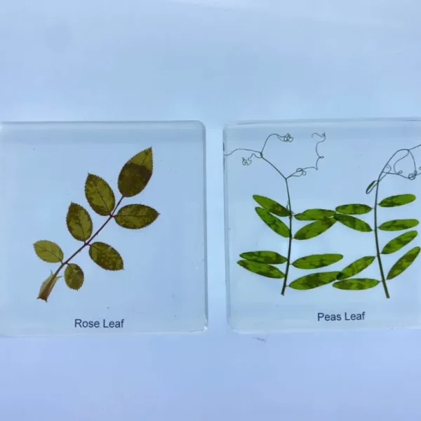 6 Leaf set In Resin - Open Ended Toys