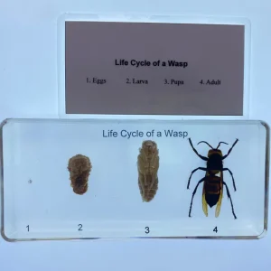 Life Cycle of Wasp In Resin - Best Montessori Toy