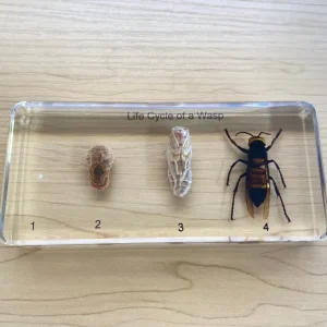 Life Cycle of Wasp In Resin - Best Montessori Toy