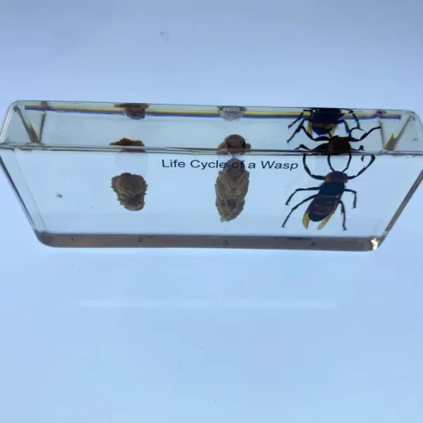 Life Cycle of Wasp In Resin - Best Montessori Toy