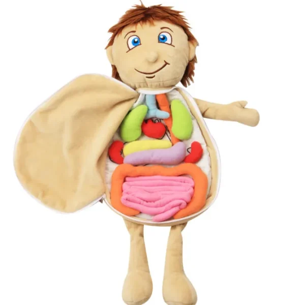 Montessori Anatomy Doll-Best montessori toys