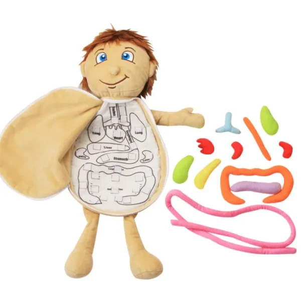 Montessori Anatomy Doll-Best montessori toys