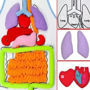 Montessori Human Body Organ Anatomy Apron-Best montessori toys