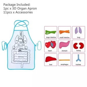 Montessori Human Body Organ Anatomy Apron-Best montessori toys