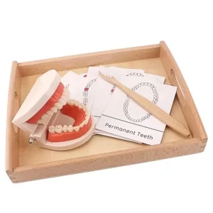 Montessori Teeth Brushing Teaching Aid - Best Montessori Toys