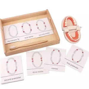 Montessori Teeth Brushing Teaching Aid - Best Montessori Toys