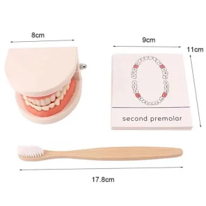 Montessori Teeth Brushing Teaching Aid - Best Montessori Toys