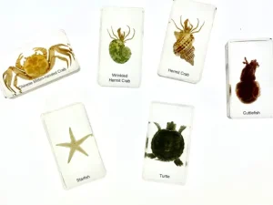 6 Ocean Animals Set in Resin - Best Montessori