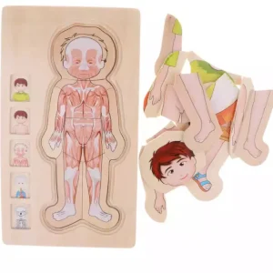 Onshine Wooden 3D Anatomy Puzzle- Fine motor skills toys