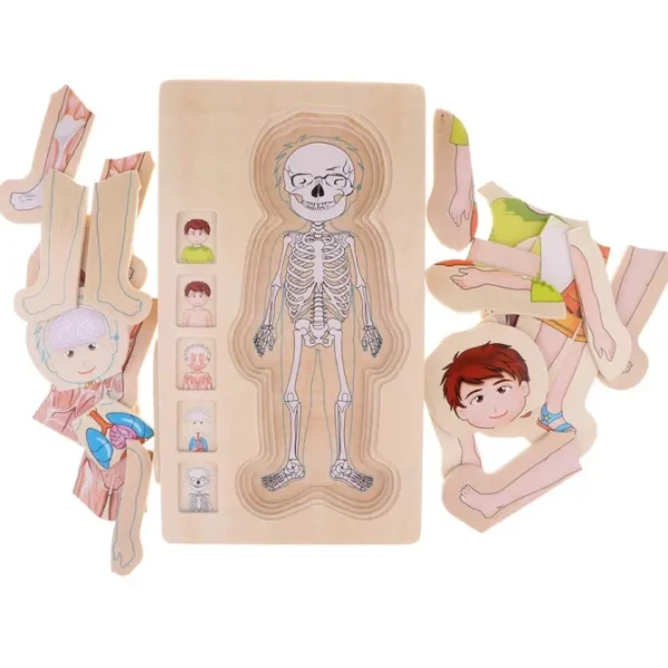 Onshine Wooden 3D Anatomy Puzzle- Fine motor skills toys