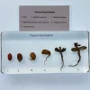 Peanut Germination in Resin- The Best Montessori