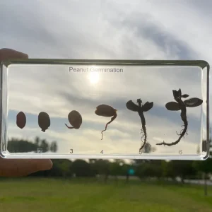 Peanut Germination in Resin- The Best Montessori