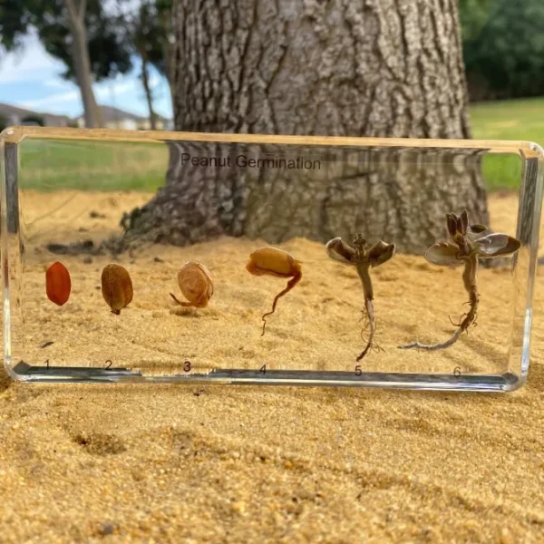 Peanut Germination in Resin- The Best Montessori