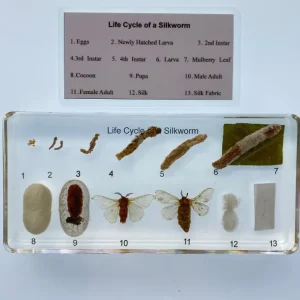 13 steps Silkworm life cycle in resin - Best Montessori