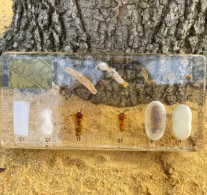 13 steps Silkworm life cycle in resin - Best Montessori