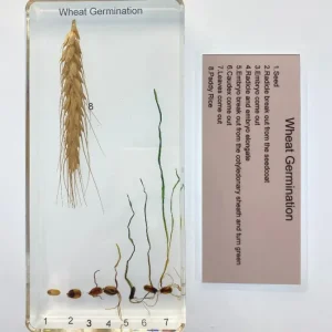 Wheat Germination In Resin - Best Educational Montessori Toys