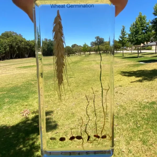 Wheat Germination In Resin - Best Educational Montessori Toys