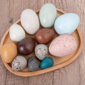 Wooden Birds’ Eggs- Open ended wooden toys